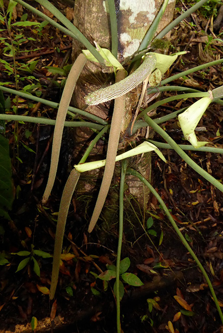 Anthurium metallicum