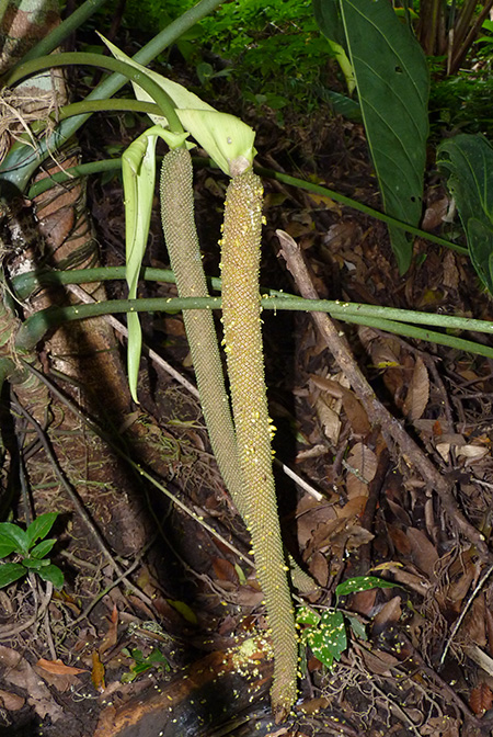 Anthurium metallicum