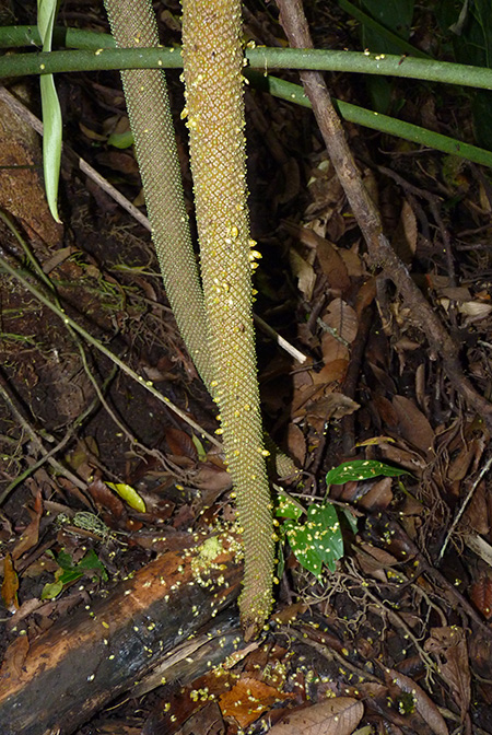 Anthurium metallicum