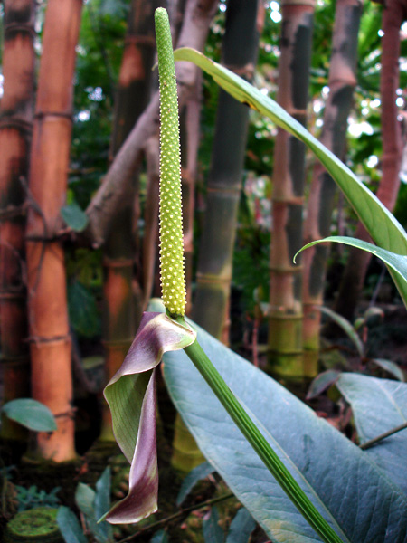 Anthurium michelii