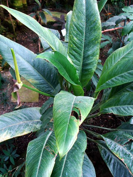 Anthurium michelii