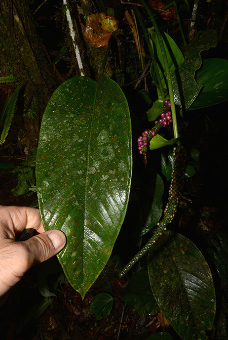Anthurium michelii