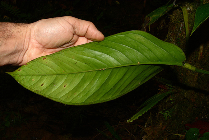 Anthurium michelii