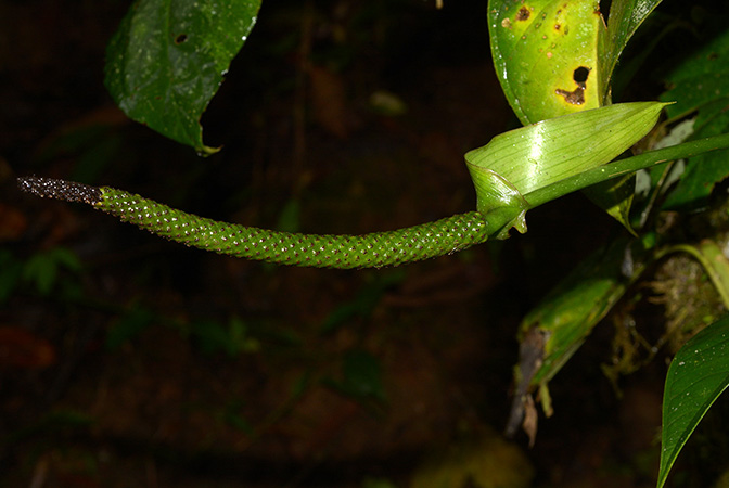 Anthurium michelii