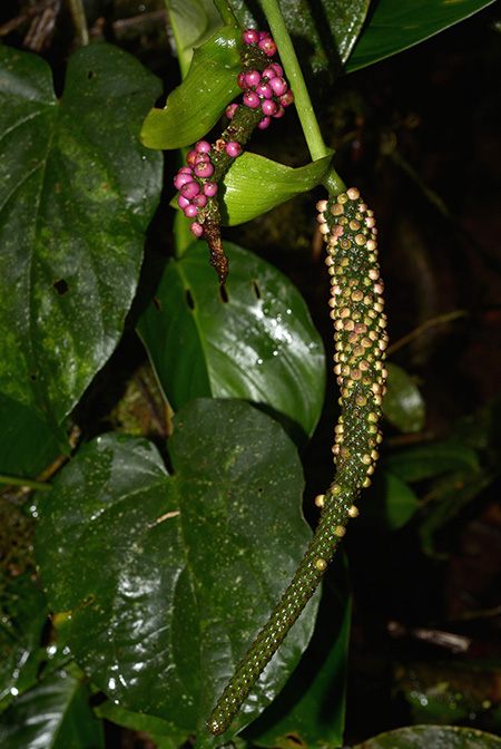 Anthurium michelii