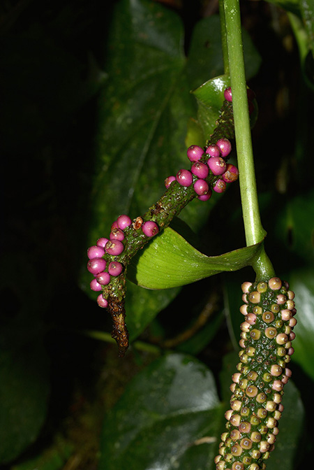 Anthurium michelii