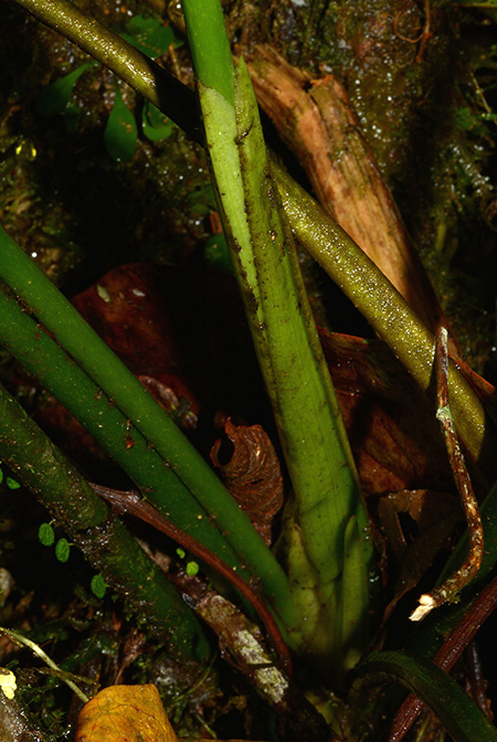 Anthurium michelii