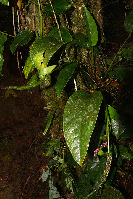 Anthurium michelii