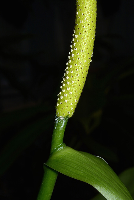 Anthurium michelii