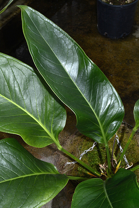 Anthurium michelii