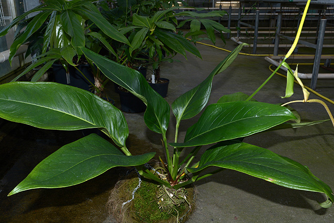 Anthurium michelii
