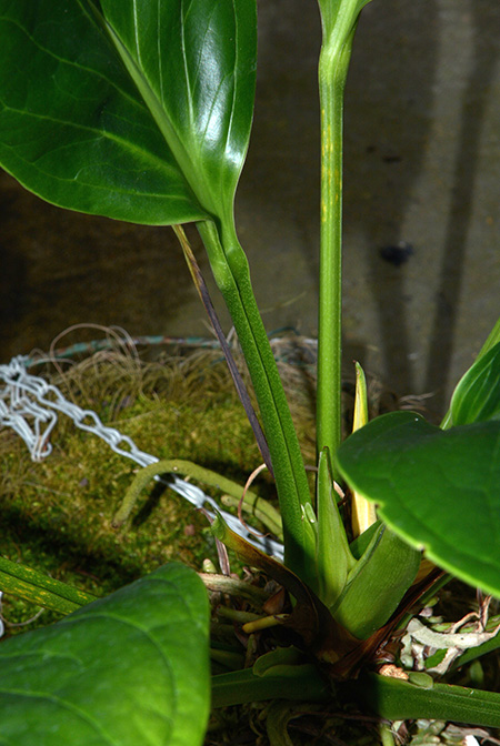 Anthurium michelii