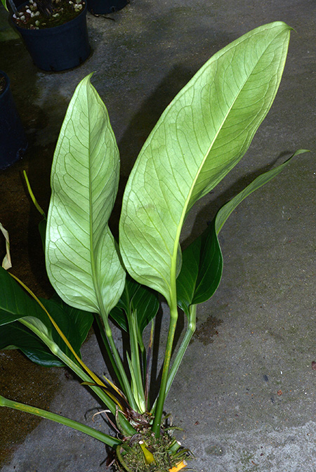 Anthurium michelii