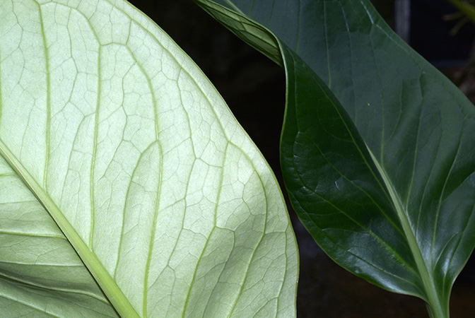 Anthurium michelii