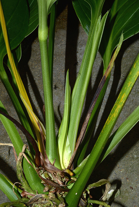 Anthurium michelii