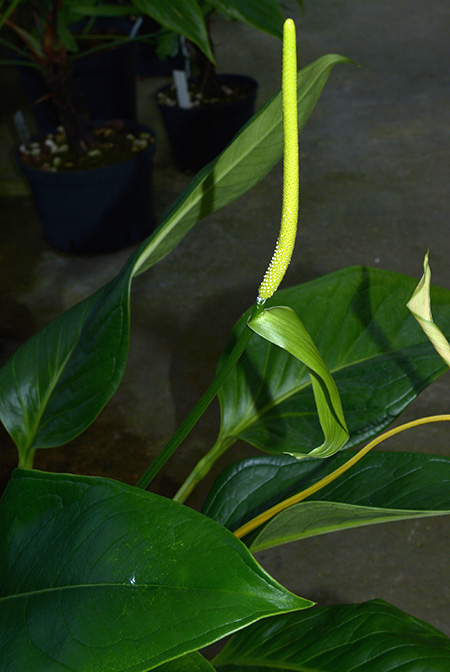 Anthurium michelii