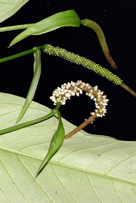 Anthurium michelii