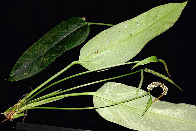 Anthurium michelii