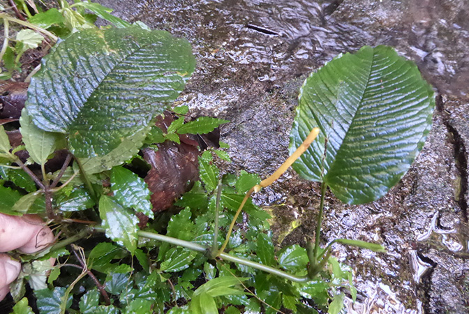 Anthurium microspadix