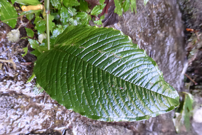 Anthurium microspadix