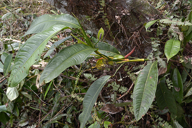 Anthurium mindense