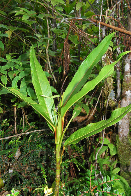Anthurium mindense