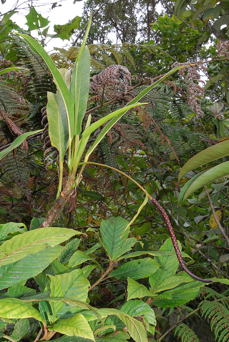 Anthurium mindense