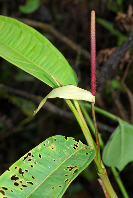 Anthurium mindense