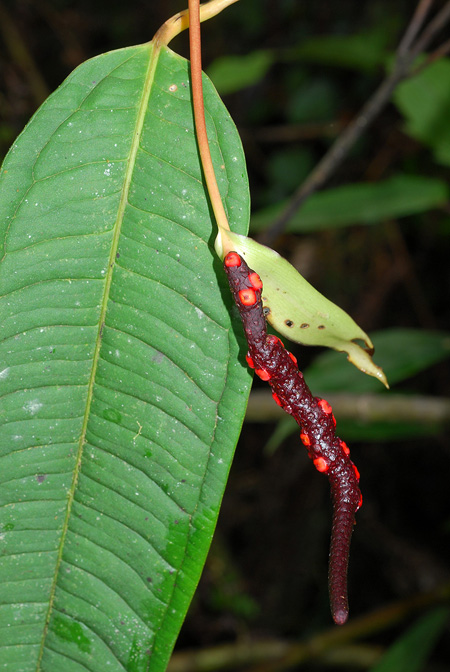 Anthurium mindense