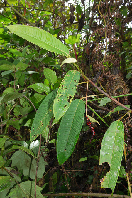 Anthurium mindense