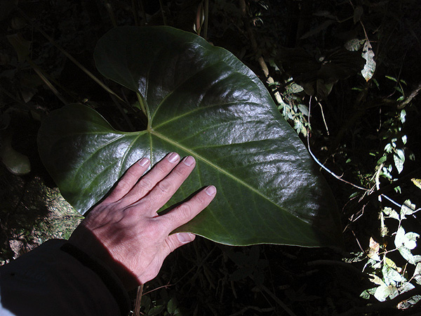 Anthurium montanum