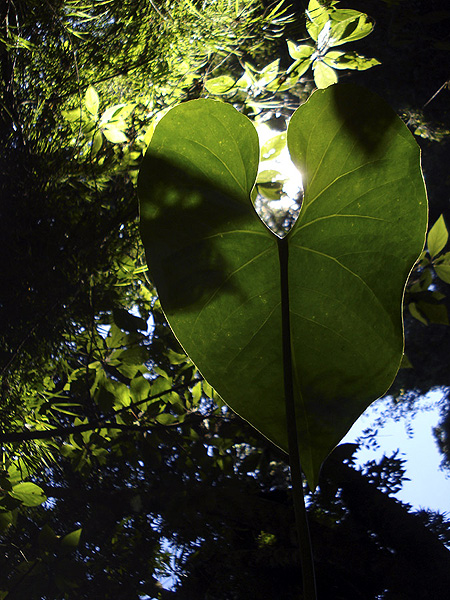 Anthurium montanum