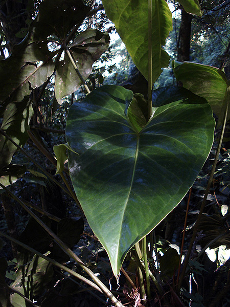 Anthurium montanum