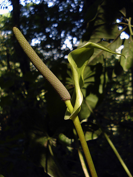 Anthurium montanum