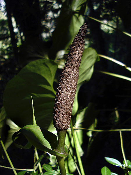 Anthurium montanum