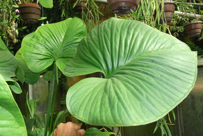 Anthurium monticola