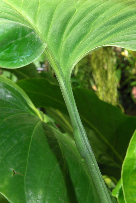 Anthurium monticola