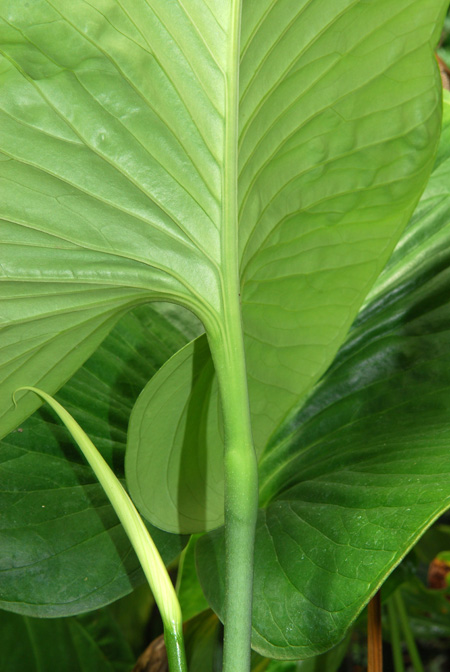 Anthurium monticola