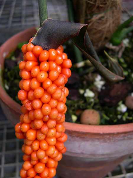 Anthurium muyunense