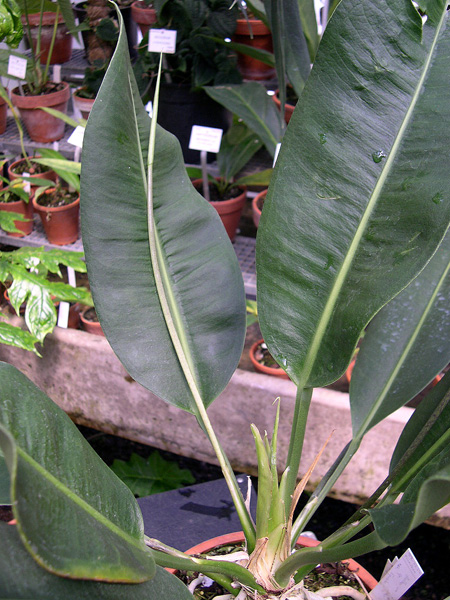 Anthurium muyunense