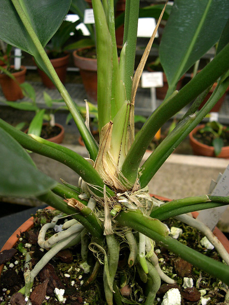 Anthurium muyunense