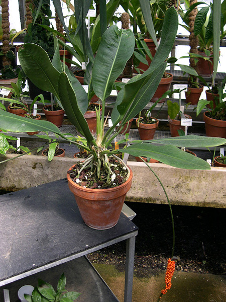 Anthurium muyunense