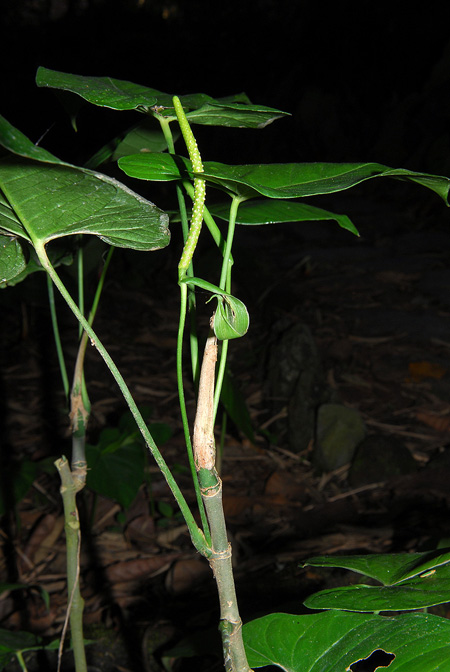 Anthurium myosuroides