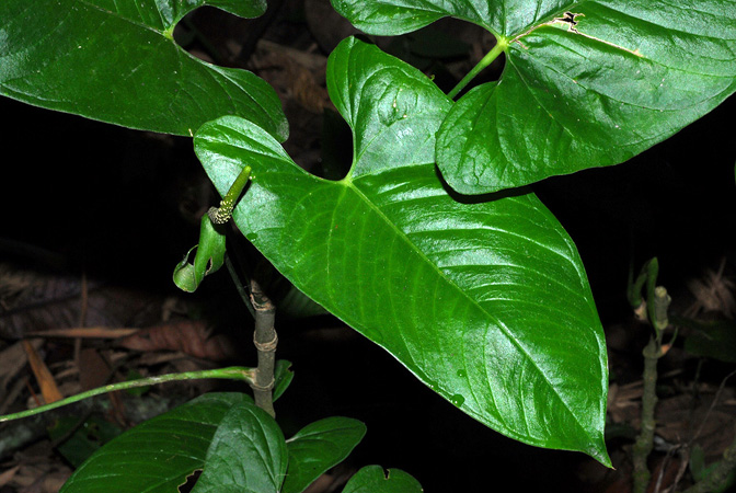 Anthurium myosuroides