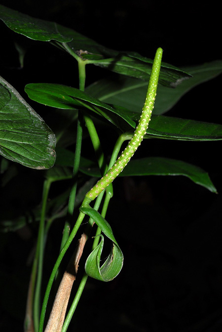 Anthurium myosuroides