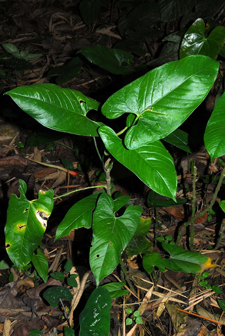 Anthurium myosuroides
