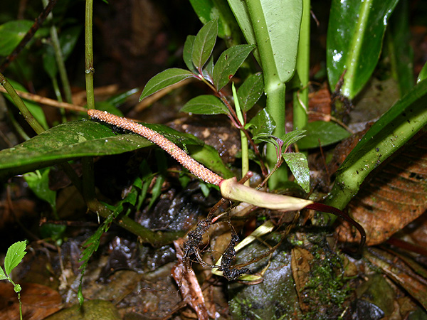Anthurium napaeum