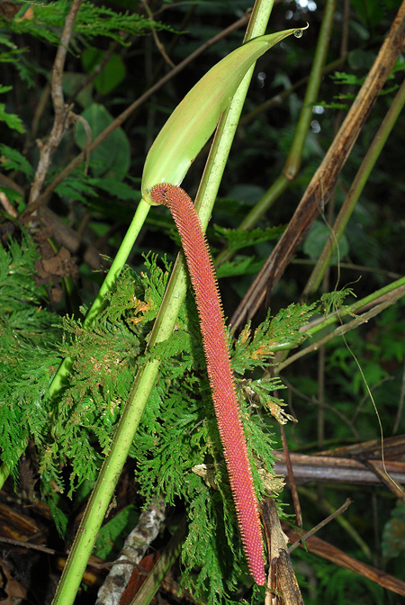 Anthurium natehartleyi