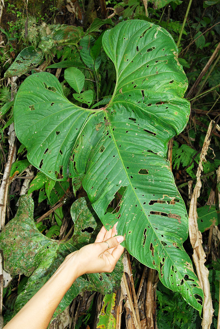 Anthurium natehartleyi