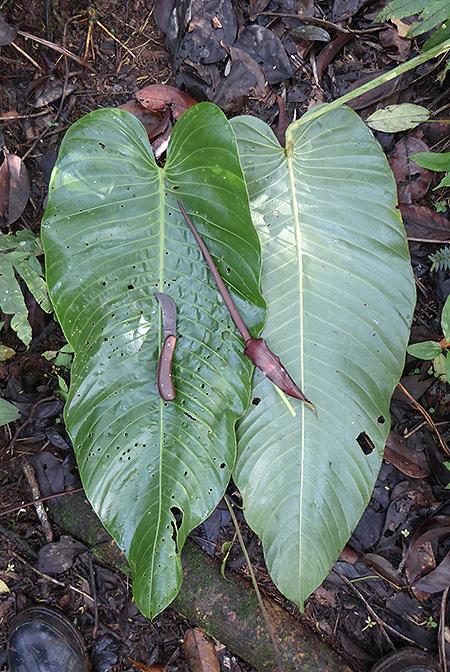 Anthurium nervatum